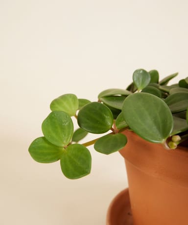 Peperomia Hope
