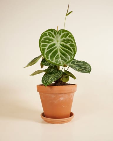 Anthurium Flamingoblumen Silver Blush