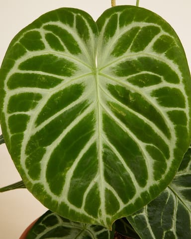 Anthurium Flamingoblumen Silver Blush