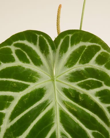 Anthurium Flamingoblumen Silver Blush