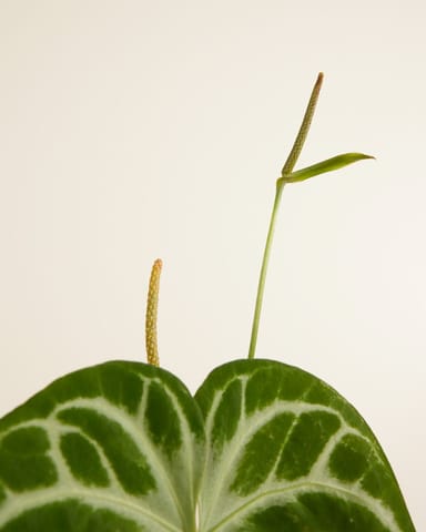 Anthurium Flamingoblumen Silver Blush