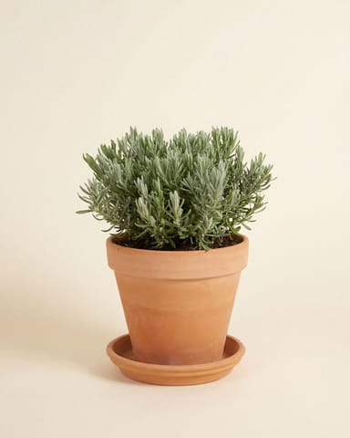 Lavandula Lavendel Stoechas Anouk