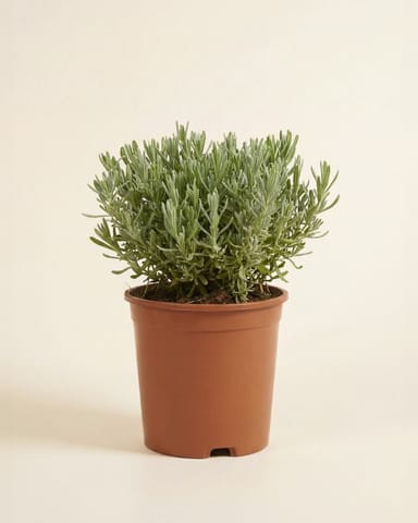 Lavandula Lavendel Stoechas Anouk