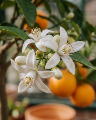 Citrus Orangenbaum Sinensis