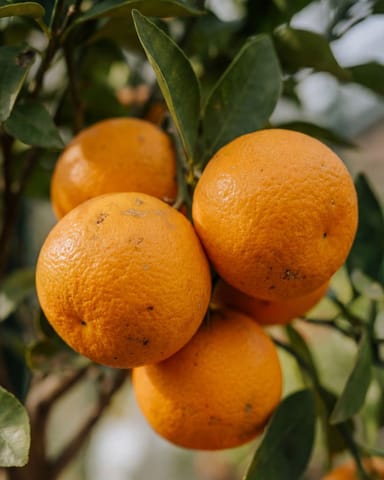 Citrus Orangenbaum Sinensis
