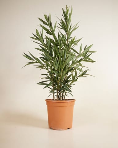 Nerium Oleander Oleander Rosa
