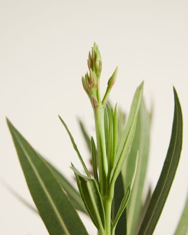 Nerium Oleander Oleander Rosa