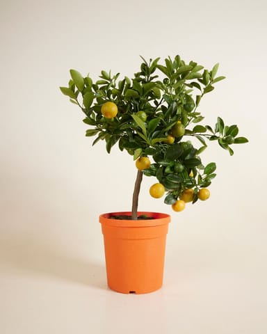 Citrus x junos Yuzu-Baum Yuzu
