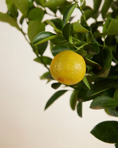 Citrus x junos Yuzu Citrus Tree Yuzu
