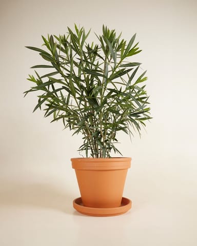 Nerium Oleander Oleander Rot