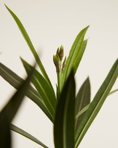 Nerium Oleander Oleander Rot