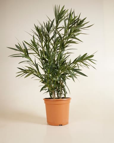 Nerium Oleander Oleander Weiß