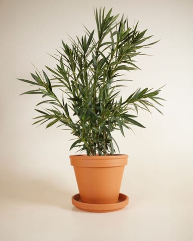 Nerium Oleander Oleander Weiß