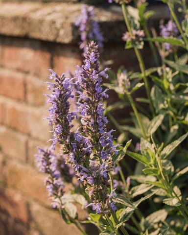 Nepeta Katzenminze Nervosa Blue Moon