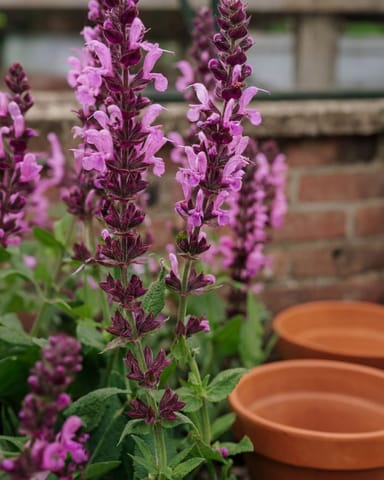 Salvia Salbei Nemorosa Sensation Deep Rose