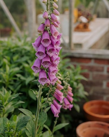 Digitalis Fingerhut Purpurea Gloxiniiflora