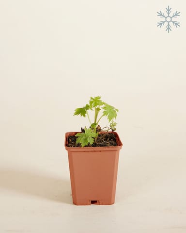 Nepeta Katzenminze Faassenii Snowflake
