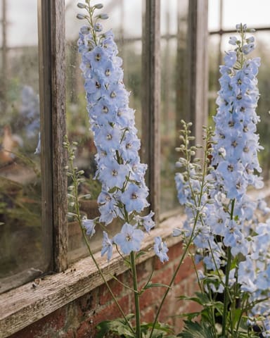 Delphinium Rittersporn Magic Fountains Sky Blue