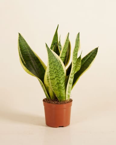 Baby Sansevieria Snake Plant Futura Superba