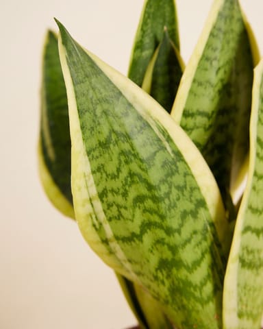 Baby Sansevieria Snake Plant Futura Superba