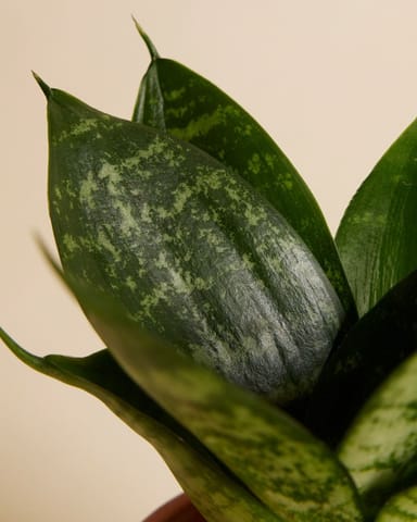 Baby Sansevieria Snake Plant Hahnii