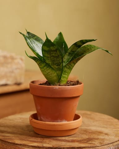 Baby Sansevieria Snake Plant Hahnii