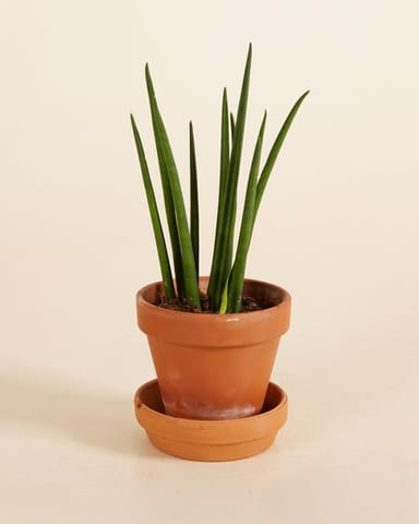 Baby Sansevieria Snake Plant Mikado