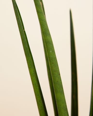 Baby Sansevieria Snake Plant Mikado