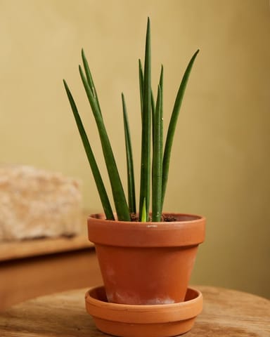 Baby Sansevieria Snake Plant Mikado