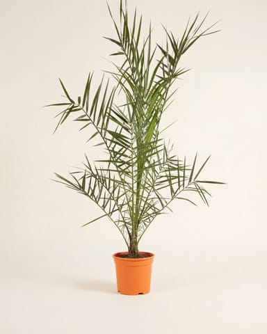 Phoenix Kanarische Dattelpalme Canariensis