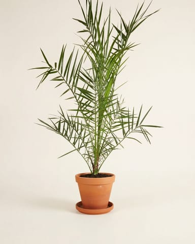 Phoenix Kanarische Dattelpalme Canariensis