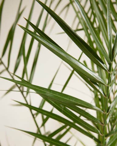 Phoenix Kanarische Dattelpalme Canariensis