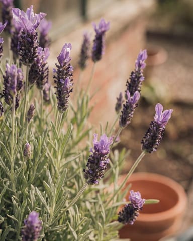 Lavandula Lavendel Stoechas Anouk