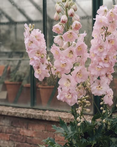Delphinium Rittersporn Magic Fountains Pink Shades