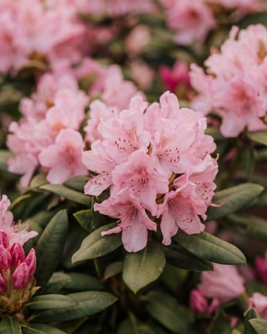Rhododendron Zwerg-Rhododendron Bloombux Pink'