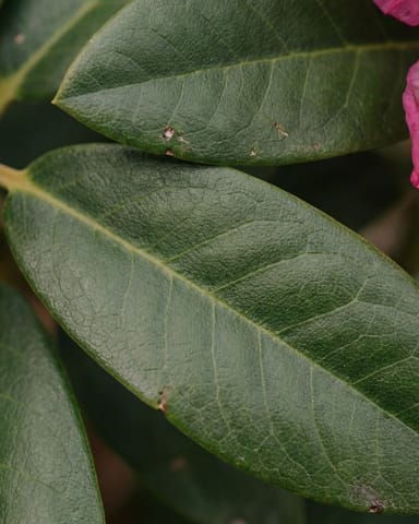 Rhododendron Zwerg-Rhododendron Bloombux' Magenta