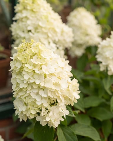 Hydrangea Rispenhortensie Paniculata 'Hercules'