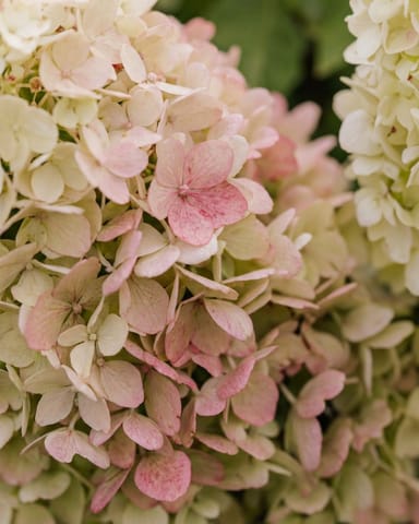 Hydrangea Rispenhortensie Paniculata 'Little Fresco'
