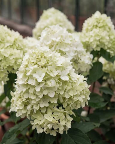 Hydrangea Rispenhortensie Paniculata 'Little Spooky'