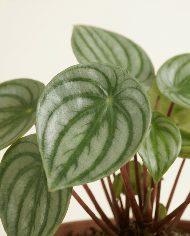 Peperomia Zwergpfeffer Argyreia