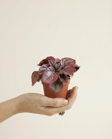 Baby Peperomia Zwergpfeffer Caperata Cayenne