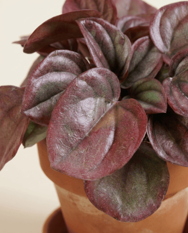 Baby Peperomia Zwergpfeffer Caperata Cayenne
