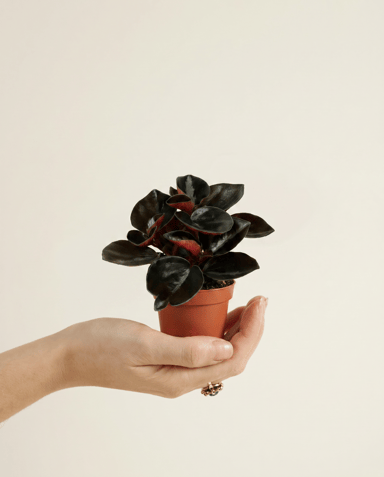 Baby Peperomia Zwergpfeffer Colombiana