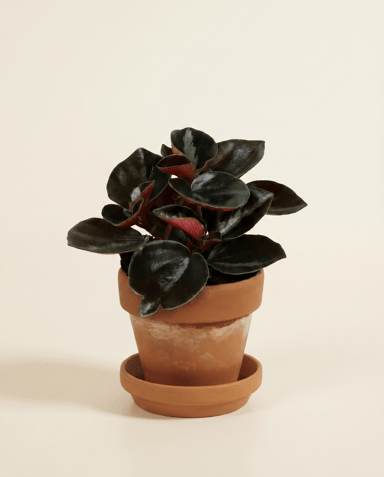 Baby Peperomia Zwergpfeffer Colombiana