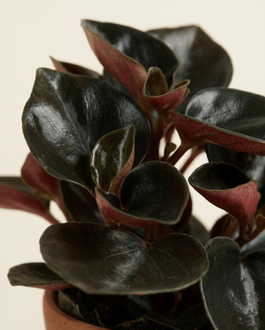 Baby Peperomia Zwergpfeffer Colombiana