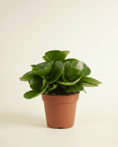 Peperomia Zwergpfeffer Obtusifolia