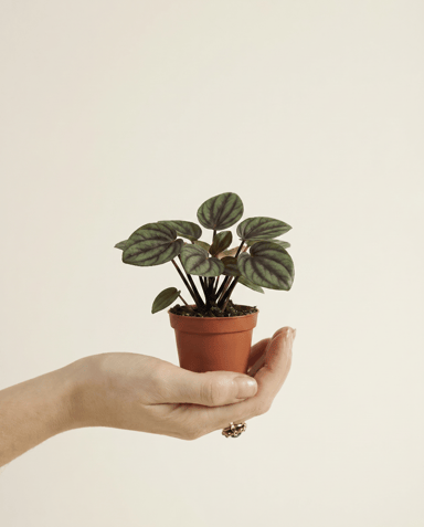 Baby Peperomia Zwergpfeffer Picollo Banda