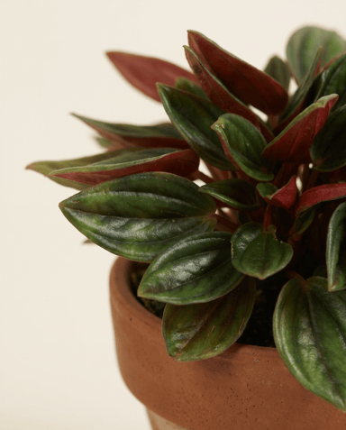 Baby Peperomia Zwergpfeffer Rosso