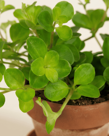 Baby Peperomia Zwergpfeffer Rotundifolia Pilosior
