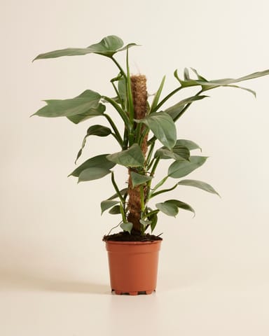 Philodendron Baumfreund Hastatum Silver